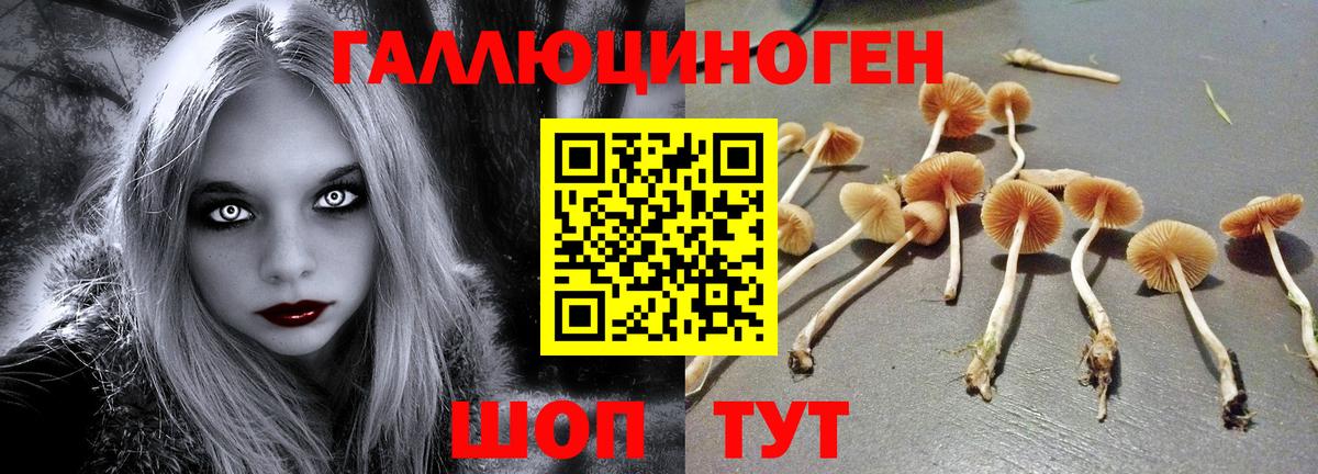 Сергиев Посад  Галлюциногенные грибы прущие грибы  Вход с VPN 